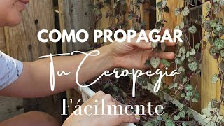 Como propagar tu Ceropegia Woodii super facil [upl. by Chambers]