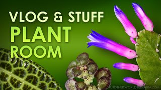 Plant Room Craziness insane plants tips more [upl. by Elocen]