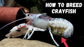 Crayfish Breeding 101 A Beginners Guide [upl. by Aleicarg]