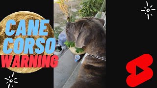 How a Cane Corso Warn Barks [upl. by Eustacia925]