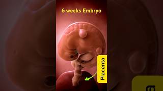 Incredible 3D Animation of 6 weeks Pregnancy  MindBlowing Visualization pregnant August 26 2024 [upl. by Laehpar]