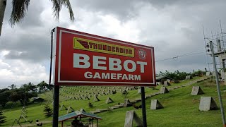 TRIP TO BEBOT GAMEFARM ACQUIRING MC LEAN HATCH AKA BISDAK HATCH FOR FILIPINO FARMERS FARM [upl. by Lsiel]