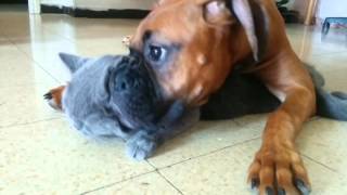 Boxer Dog Loves His Little Kitty [upl. by Alfeus]