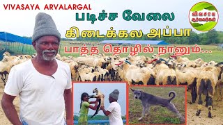 ஆடு வளர்ப்பு எங்கள் தொழில் பண்டிகை காலங்களில் மட்டுமே சொந்த ஊருக்கு ஒரு சிலர் செல்வோம் goat cows [upl. by Nelo]