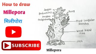 How to draw Millepora Diagram  मिलीपोरा का चित्र  Phylum coelenterata  millepora coelenterata [upl. by Anytsyrk175]