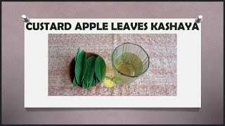 CUSTARD APPLE LEAVES KASHAYA  BENEFITS  Dr Khadar Vali  Herbal Decoction  Biophilians Kitchen [upl. by Peers]