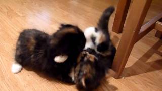 Cute Kittens play fighting [upl. by Richards]