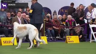 Borzois  Breed Judging 2020 [upl. by Bonis71]