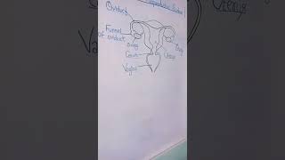 Female Reproductive System  Diagram class10 [upl. by Salomie741]