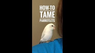 Parrotlet Care  HowTo Tame  When Should my Parrotlet Hang Out With Friends [upl. by Zarihs54]