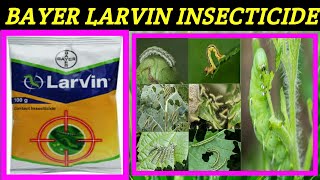 Bayer Larvin Insecticide  thiodicarb 75wp  Larvin insecticide price dose work result [upl. by Kier]