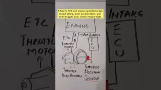 Throttle Position Sensor  Automotive Sensors  YouTube Shorts Part 3 automobile car [upl. by Sidonnie]