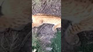 bobcat wildlife outdoors losreyesoutdoors upclose oklahoma hunting viral shorts [upl. by Derr629]