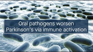 Oral pathogens worsen Parkinson’s disease by activating an immune response [upl. by Trofmoc]