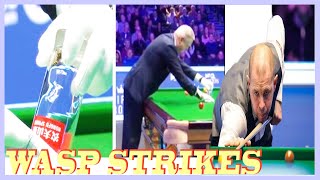 Ally Pally wasp strikes again as ref forced to pause Masters snooker match [upl. by Ger355]