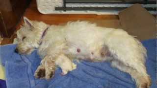 Westie puppies from birth to 8 weeks [upl. by Besnard]