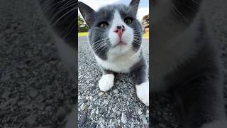 King Hippo tiktok cat ytshorts catvideos 2024 hair ytshort cutest cats kitty youtube yes [upl. by Colp]