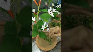 Home Made Parijatak Paper Flower Trees From Duplex Paper  Parijat Paper Flowers Tree [upl. by Mutz]