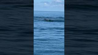 Dolphins jumping out of the water at Clearwater Beach Florida [upl. by Novak]