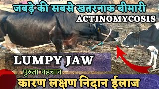 जानलेवा जबड़े की सूजन LUMPY jaw disease in cattle treatment  Actinomycosis in cattle treatment [upl. by Luelle525]