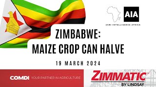 50 less Maize in Zim  20 March 2024  African Agri Overview [upl. by Bortman]