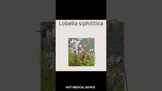 Plants Great Lobelia plants canada shorts [upl. by Rotce970]