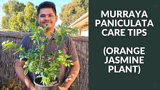 Murraya Paniculata EASIEST Care Tips to know  Orange Jasmine Plant [upl. by Neelram127]