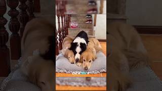 081 Baby dog cute puppy barking 4kviral shorts shortvideos [upl. by Ayotaj415]