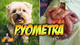 The Emergency Pyometra in Dogs Risks Symptoms  Treatment [upl. by Adnorahs]