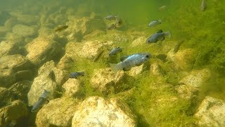 Rio Sonoyta Pupfish [upl. by Hartwell]