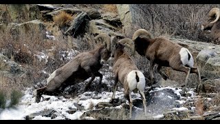 Wildlife PhotographyBest Bighorn Sheep Ram HeadbuttingFightBattleBashSoundRocky Mountain Park [upl. by Sussman]