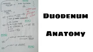 Duodenum Anatomy  4 Duodenum 3rd Part Relation Chart  TCML [upl. by Aihsenad]