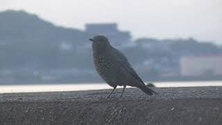 地元で出会える野鳥と戯れる Observe wild birds‼ [upl. by Kennett]