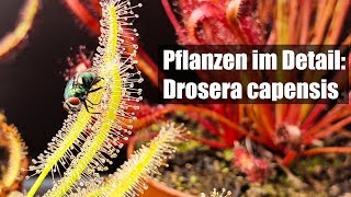 57 Nützliche fleischfressende Pflanze gegen Fruchtfliegen und andere Insekten [upl. by Warfold438]