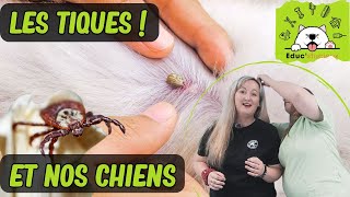 Les TIQUES amp Les CHIENS  SOS CHIEN Documentaire [upl. by Yrod809]