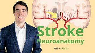 The Neuroanatomy of a Stroke Stroke Syndromes and Location Identification [upl. by Ihcalam]