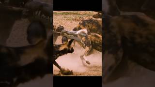 Crocodile 🐊 Hunting Dogs 🐶  shorts hunting crocodile dog reels [upl. by Edlihtam]