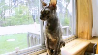 Cats 101 Cornish Rex [upl. by Haimrej]