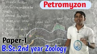 Petromyzon  BSc2nd Year Zoology  byPrahalad Sir [upl. by Adnorat73]