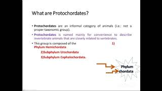 Chordates Protochordates Hemichordates [upl. by Adnomal]