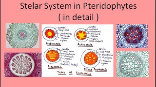 Stelar System in Pteridophytes in detail  hindi and english  For BSc and MSc  By Jyoti Verma [upl. by Sacram]