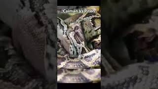 😱🐊Caimán VS Pitón🐍😱 [upl. by Sullecram532]