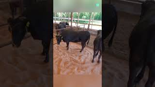 How Wagyu Is Made 😨 [upl. by Araihc]