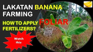 How to Apply Foliar Fertilizers to Bananas  Lakatan Banana Farming [upl. by Yremrej934]