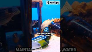 Aquarium water care key tips for a thriving tank watercare aquariumcare fishcare [upl. by Avery]