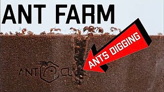 My NEW SUPER Cool Glass Ant Farm  Formicarium Unboxing and Review [upl. by Diet]