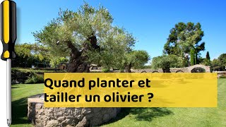 Guide pratique  plantation optimale de lolivier [upl. by Nylaj817]