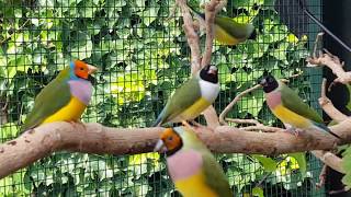 Gouldamadines verkoeling in de buiten volière Gouldian finches cooling water system [upl. by Nylra]