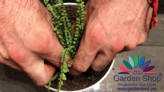 How to grow maidenhair spleenwort fern from mountain [upl. by Amberly]