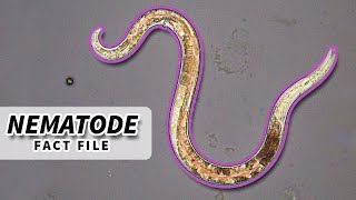 Nematoda Facts ROUNDWORM Facts and Information  Animal Fact Files [upl. by Eniamzaj]